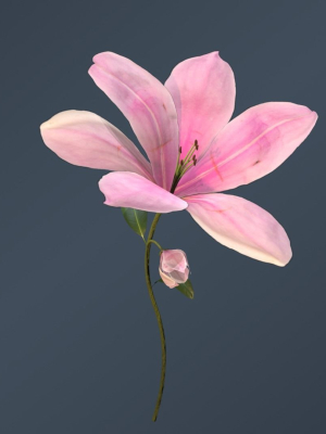 Lily Magnolia Flower Rigged and Animated