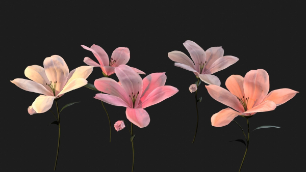 Lily Magnolia Flower Rigged and Animated