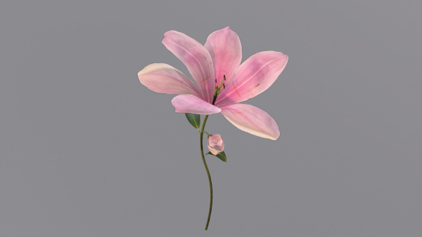 Lily Magnolia Flower Rigged and Animated