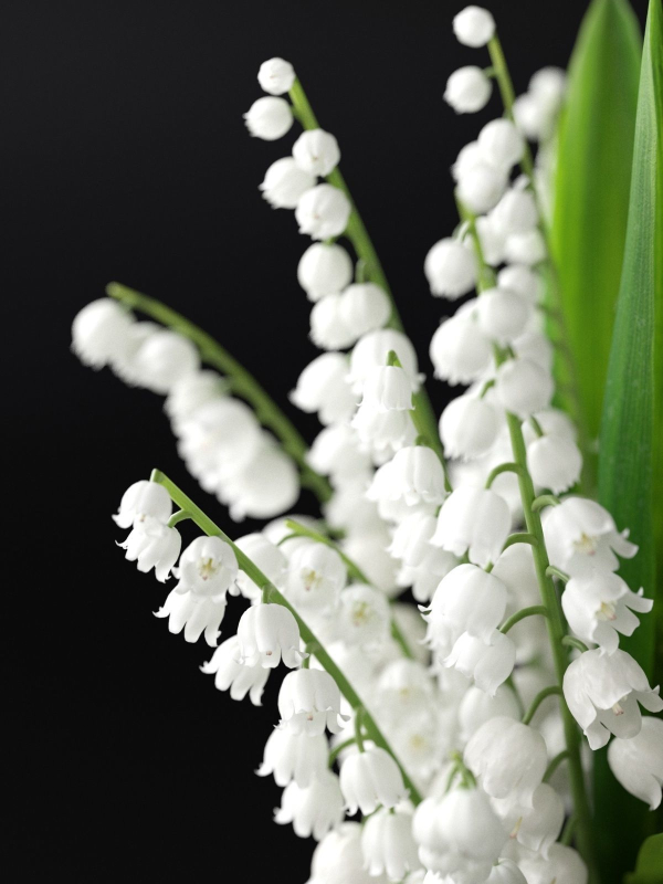 Lily of the Valley
