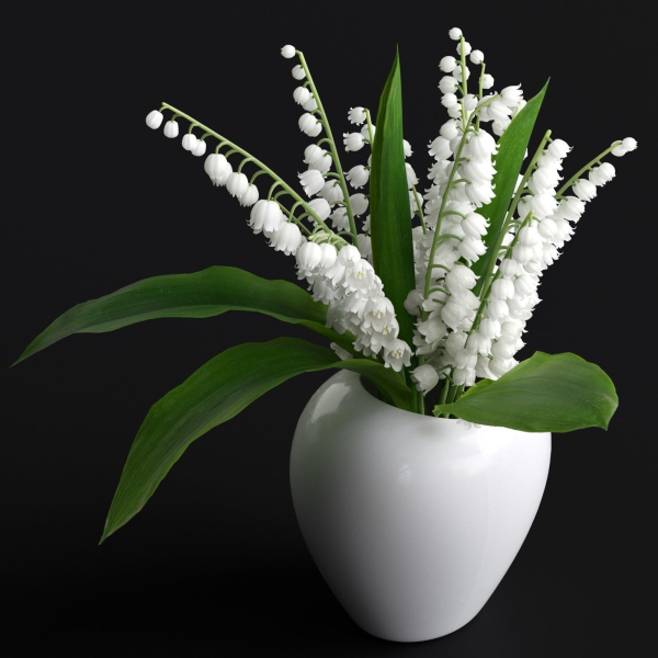 Lily of the Valley