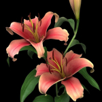 lily pink
