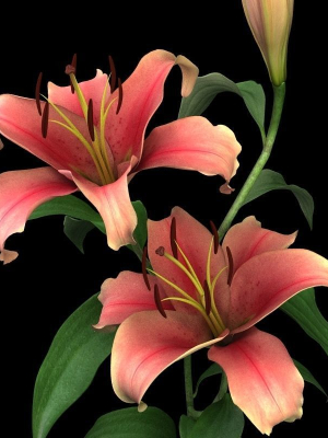 lily-pink-3d-model-max-obj-c4d-ma