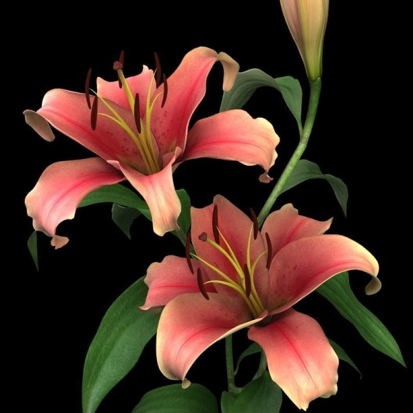 lily pink