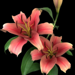 lily pink