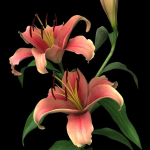 lily pink