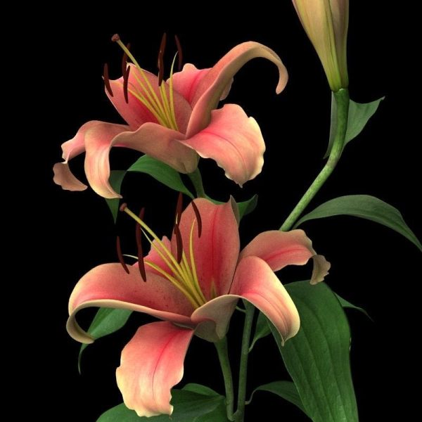 lily pink