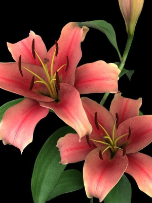 lily pink