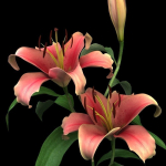 lily pink