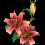 lily pink