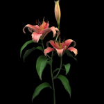 lily pink