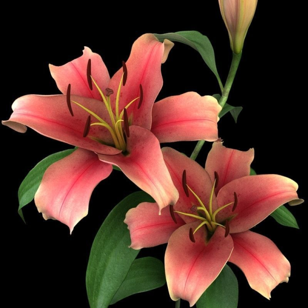 lily pink