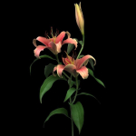 lily pink
