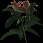 lily pink