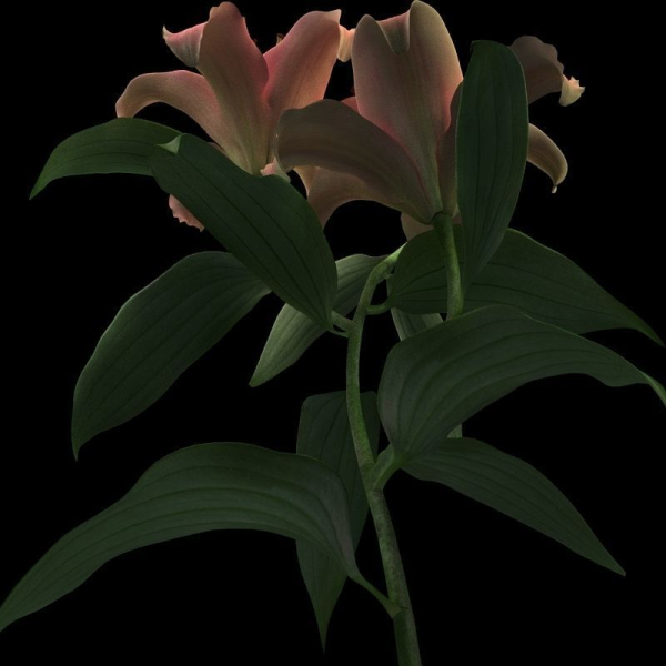 lily pink