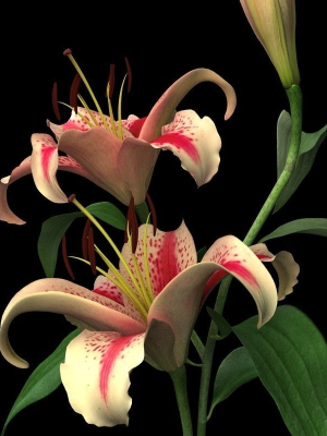 lily-red-spot-3d-model-max-obj-mtl-ma-mb