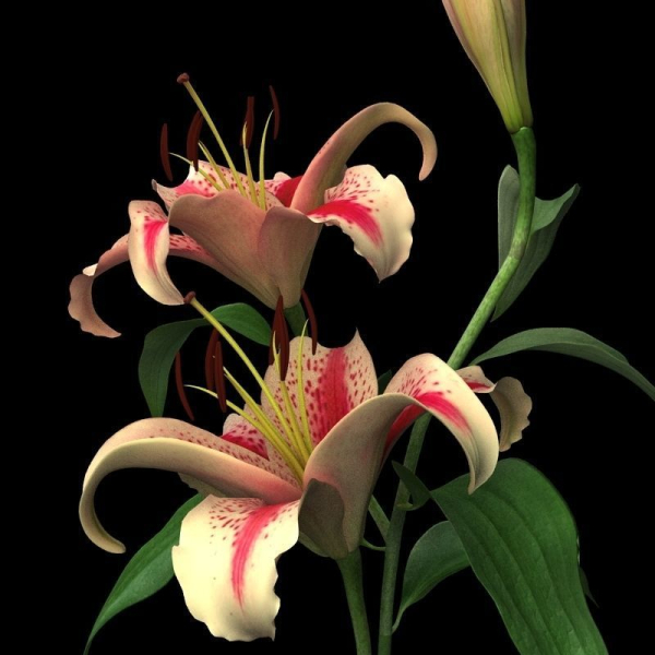 lily red spot