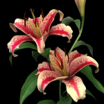lily red spot