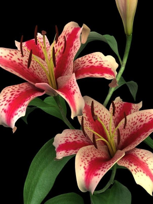 lily red spot