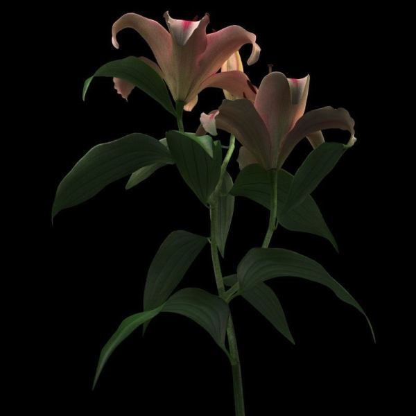 lily red spot