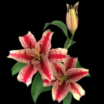 lily red spot