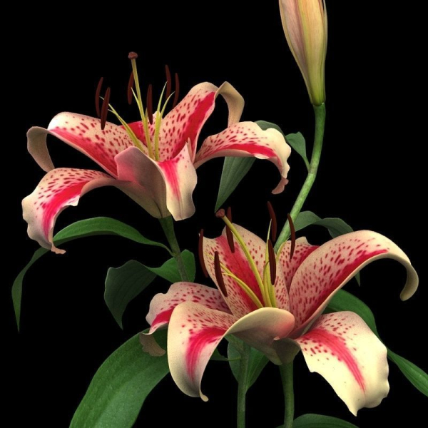 lily red spot