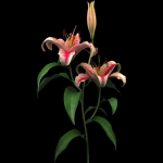 lily red spot