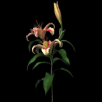 lily red spot
