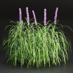 Lilyturf plants outdoor collection vol 131-Blender