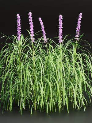 Lilyturf plants outdoor collection vol 131-Blender