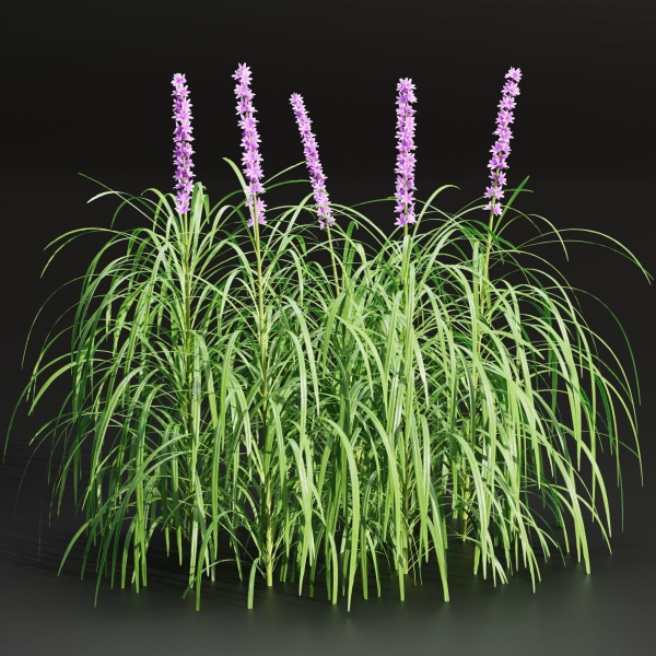 Lilyturf plants outdoor collection vol 131-Blender