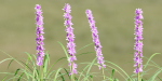 Lilyturf plants outdoor collection vol 131-Blender