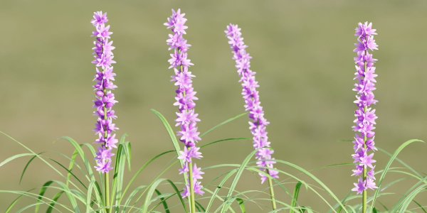 Lilyturf plants outdoor collection vol 131-Blender