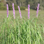 Lilyturf plants outdoor collection vol 131-Blender