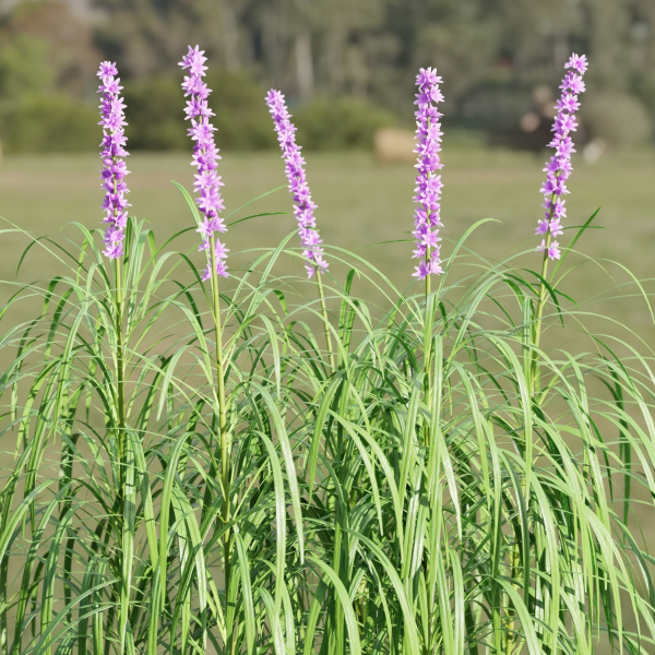Lilyturf plants outdoor collection vol 131-Blender