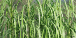Lilyturf plants outdoor collection vol 131-Blender