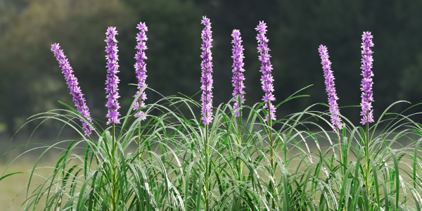 Lilyturf plants outdoor collection vol 131-Blender