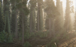 Lite Forest MegaPack