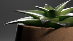 Little plant in a Pot - Aloes