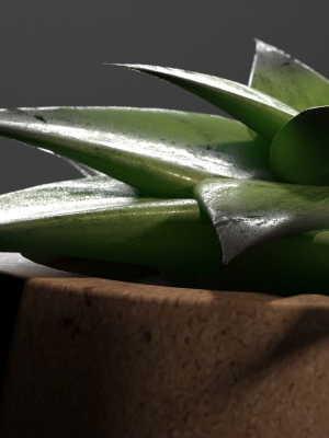 little-plant-in-a-pot-aloes-3d-model-max-obj-fbx-stl