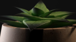 Little plant in a Pot - Aloes