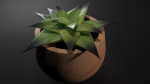 Little plant in a Pot - Aloes