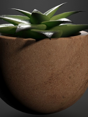 Little plant in a Pot - Aloes