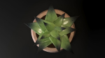 Little plant in a Pot - Aloes