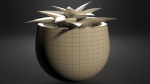Little plant in a Pot - Aloes
