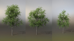 Little Robinia Pseudoacacia or Black Locust Trees - 3 Trees