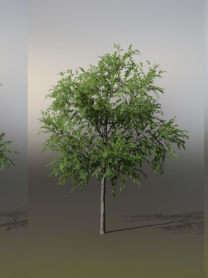little-robinia-pseudoacacia-or-black-locust-trees-3-trees-3d-model-obj-fbx