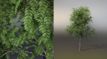 Little Robinia Pseudoacacia or Black Locust Trees - 3 Trees
