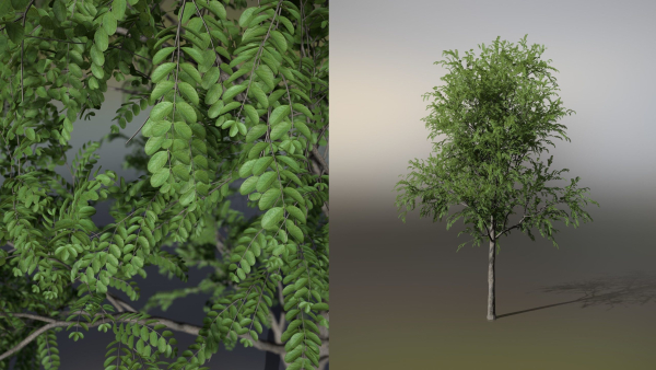 Little Robinia Pseudoacacia or Black Locust Trees - 3 Trees