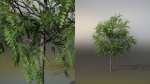 Little Robinia Pseudoacacia or Black Locust Trees - 3 Trees
